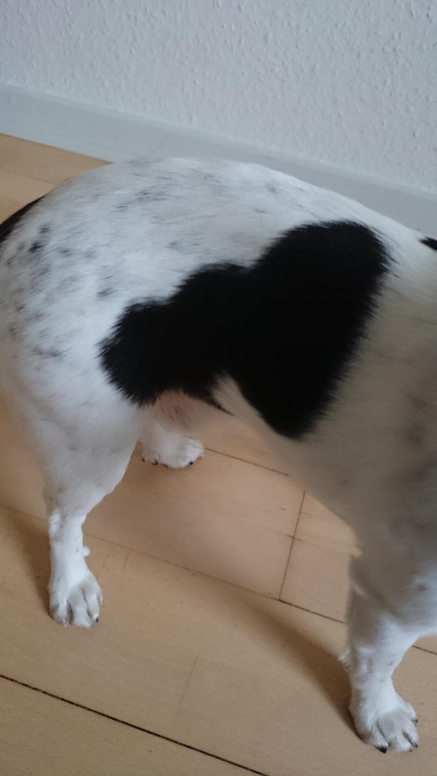 Blanding af racer Cody - en af Codys kendetegn. et næsten perfekt 💜 billede 9