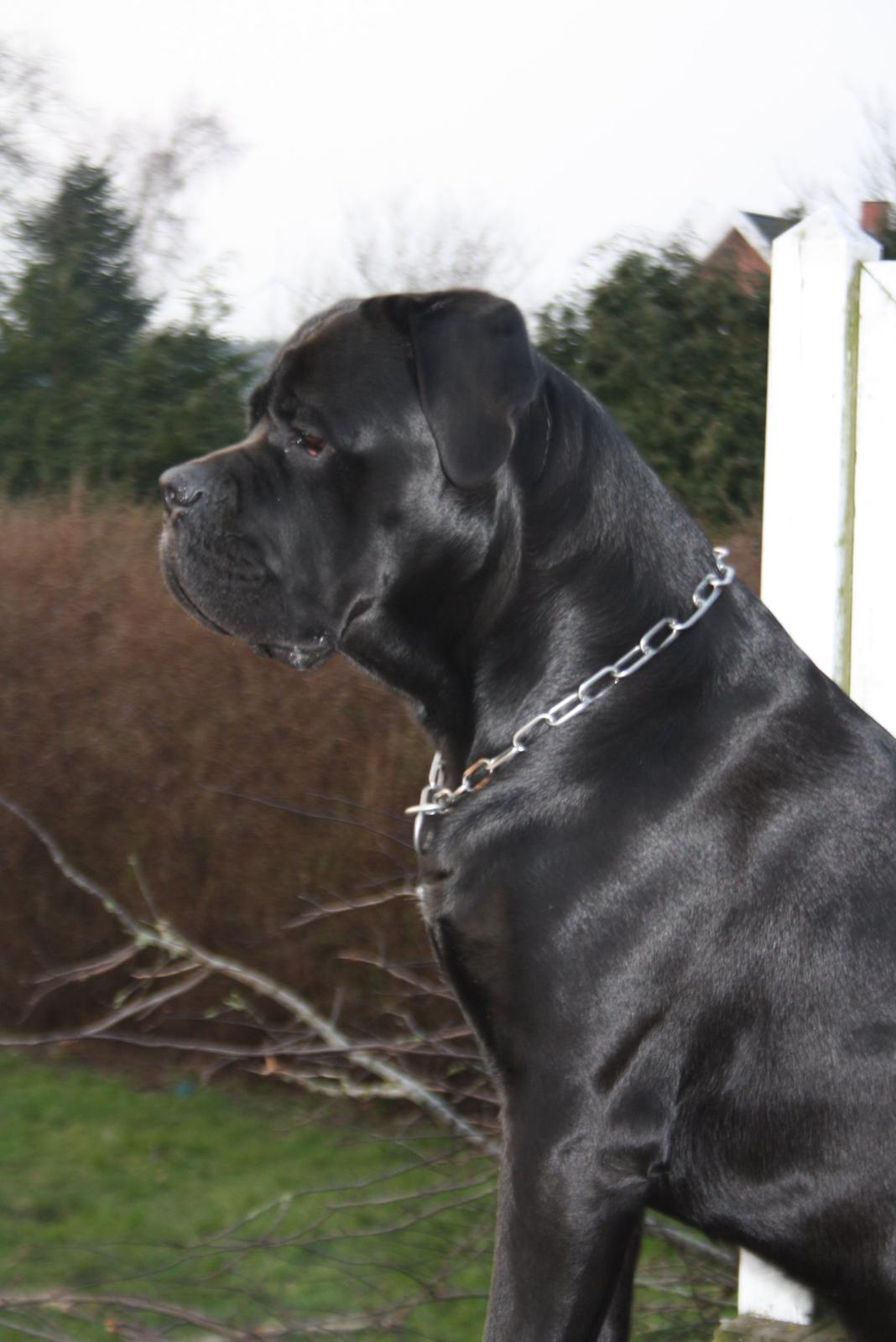 Cane corso NERO D'AVOLA'S CLYDE billede 2