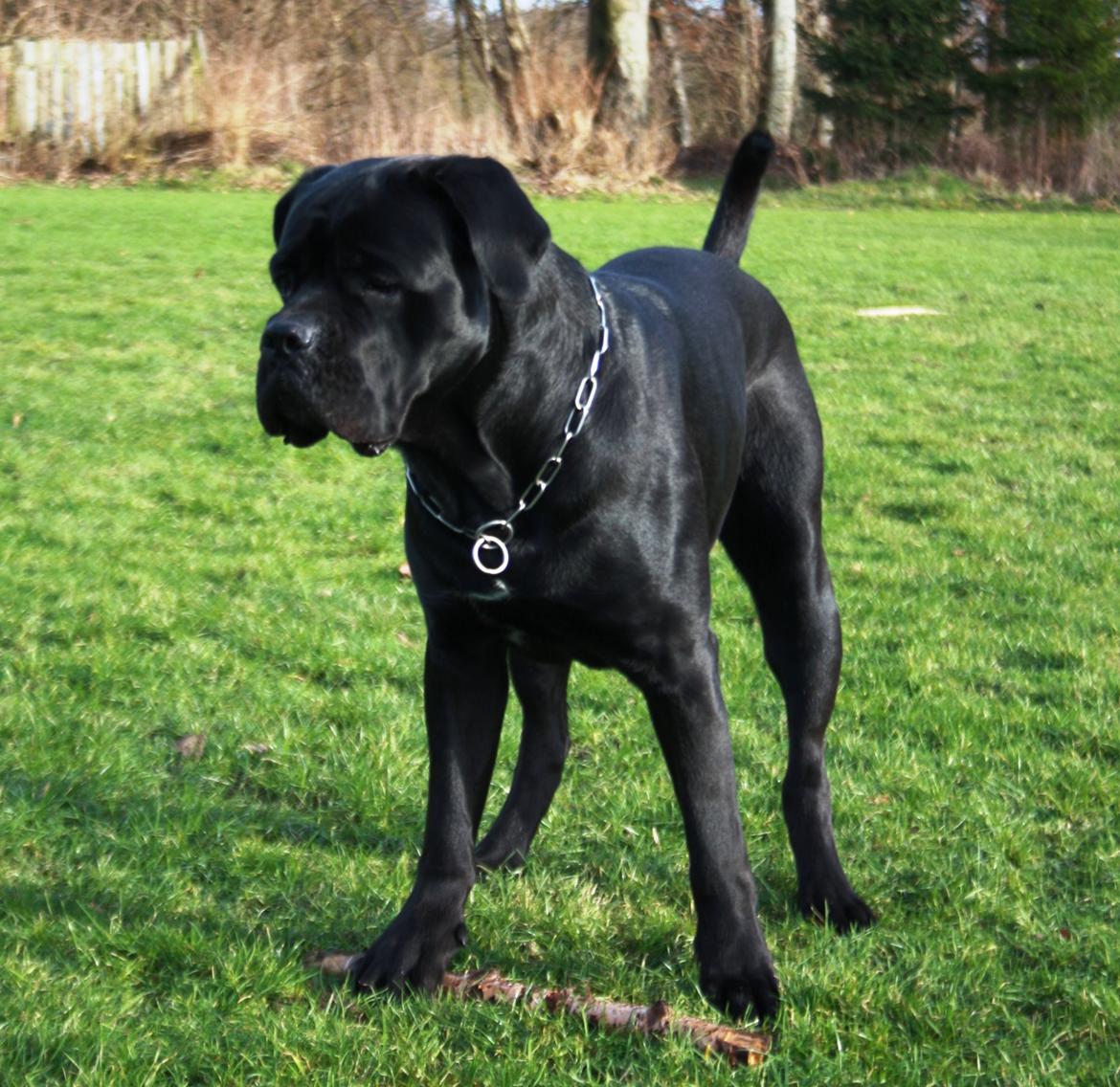 Cane corso NERO D'AVOLA'S CLYDE billede 3