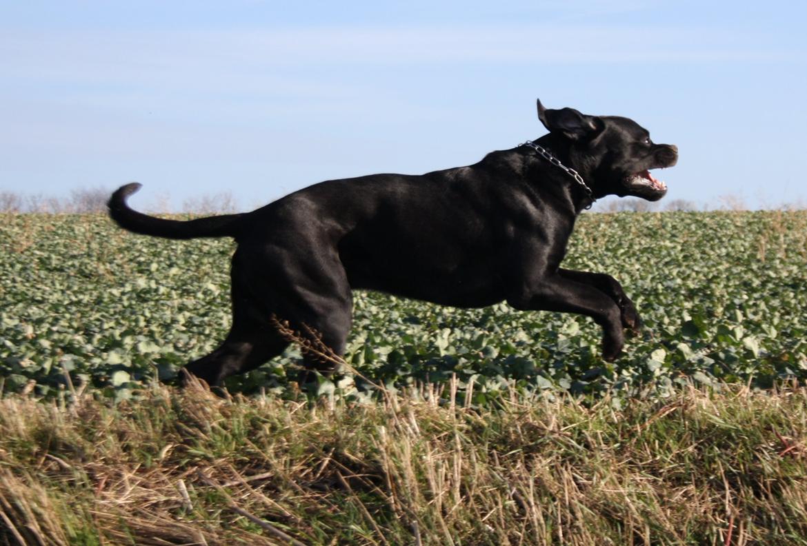 Cane corso NERO D'AVOLA'S CLYDE billede 4