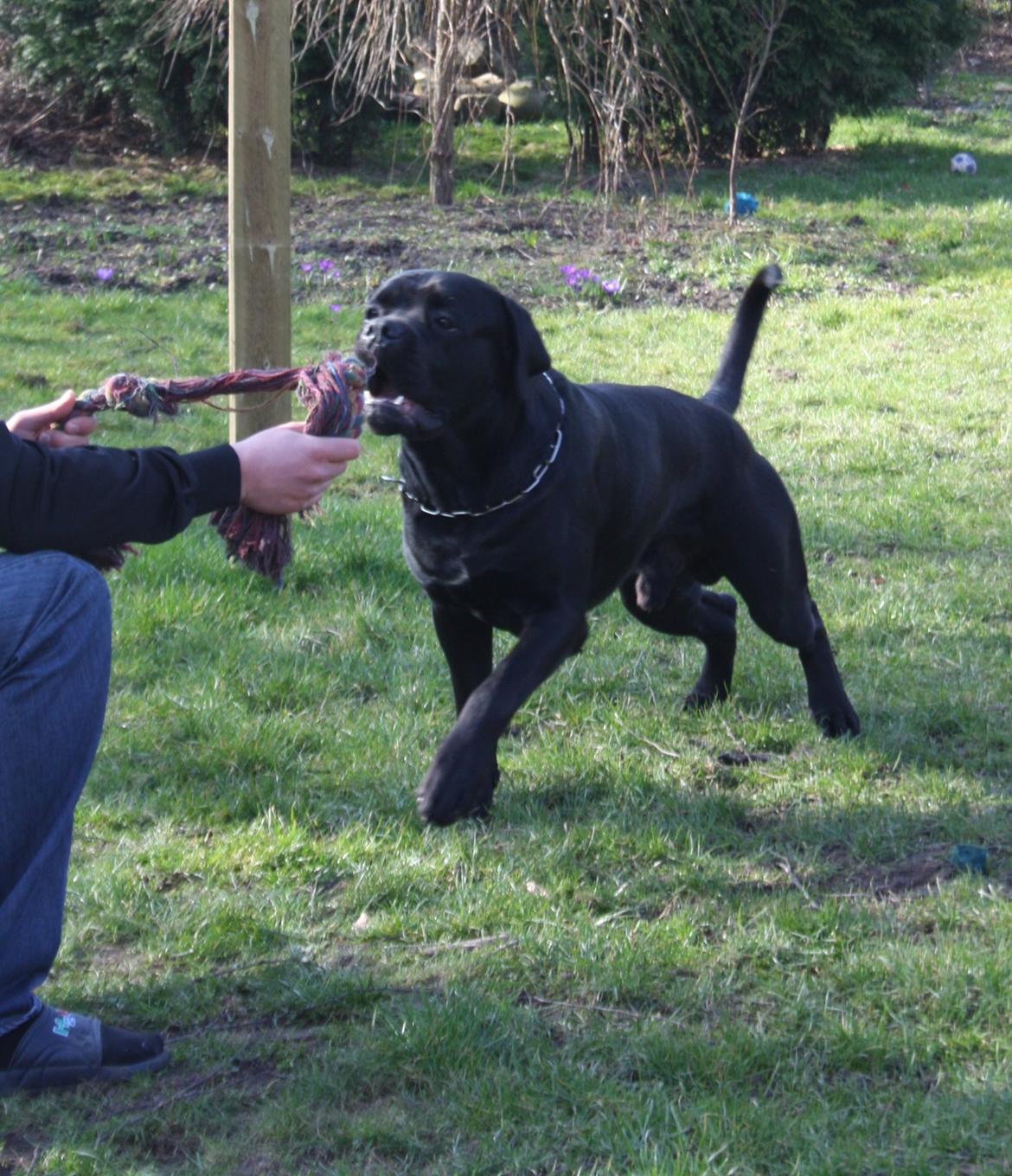 Cane corso NERO D'AVOLA'S CLYDE billede 5