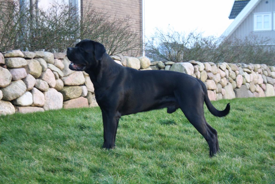 Cane corso NERO D'AVOLA'S CLYDE billede 6