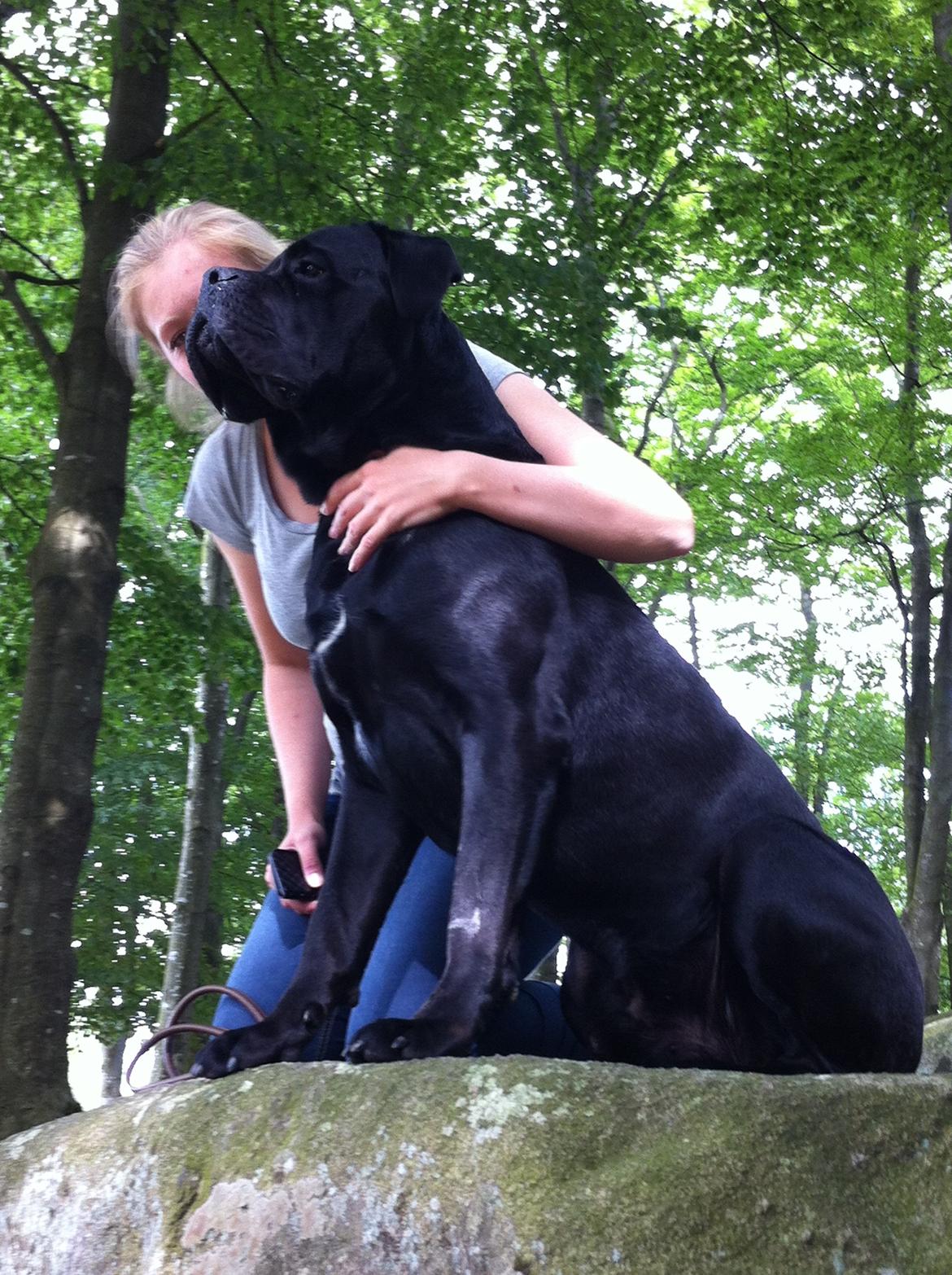 Cane corso NERO D'AVOLA'S CLYDE billede 8