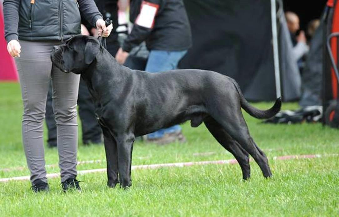 Cane corso NERO D'AVOLA'S CLYDE billede 11