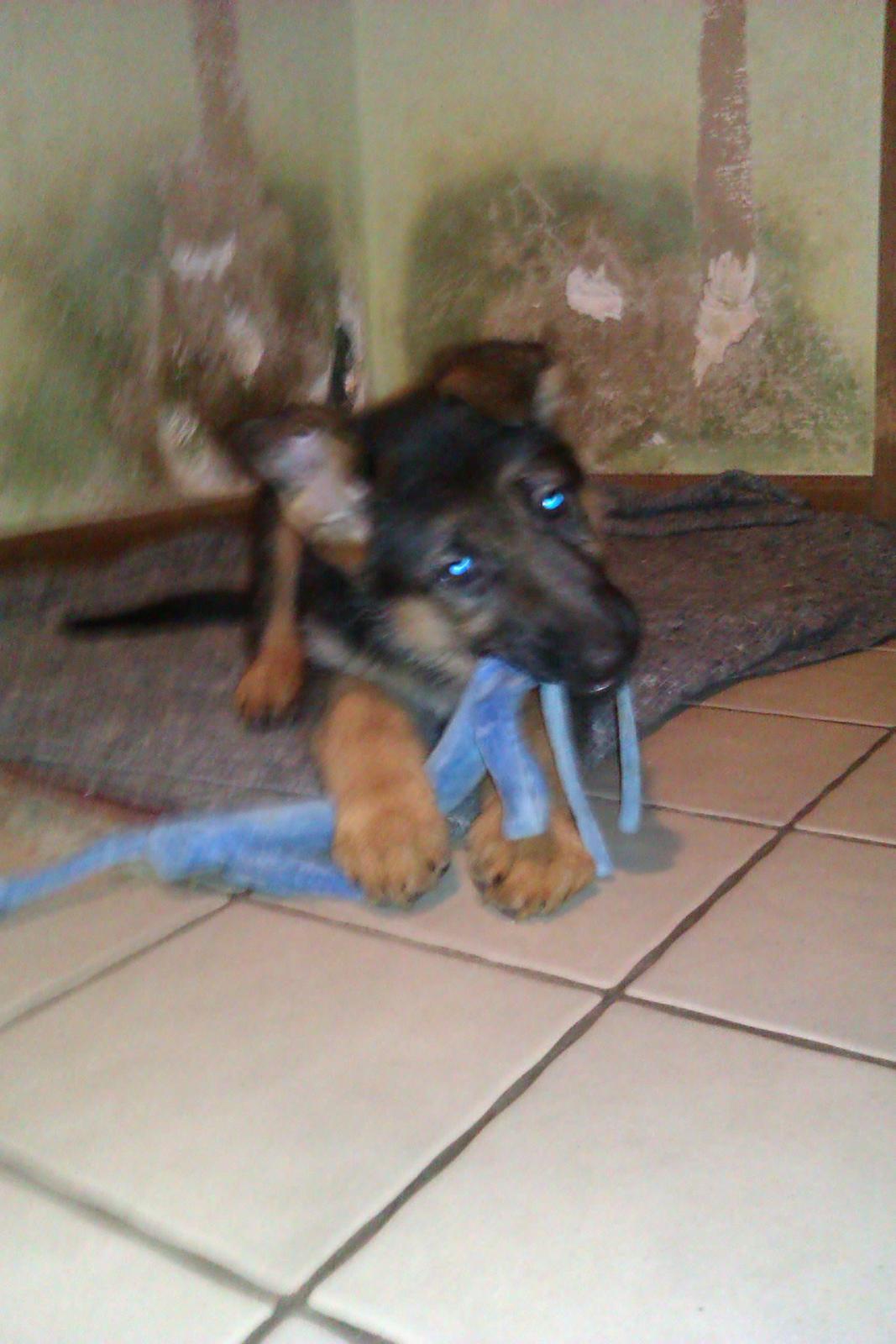 Schæferhund Oline(Tidl. Hund) billede 7