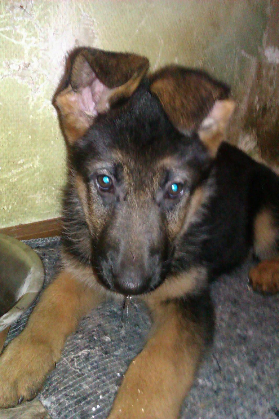 Schæferhund Oline(Tidl. Hund) billede 1