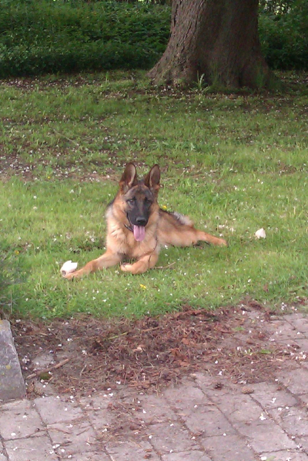 Schæferhund Oline(Tidl. Hund) billede 3