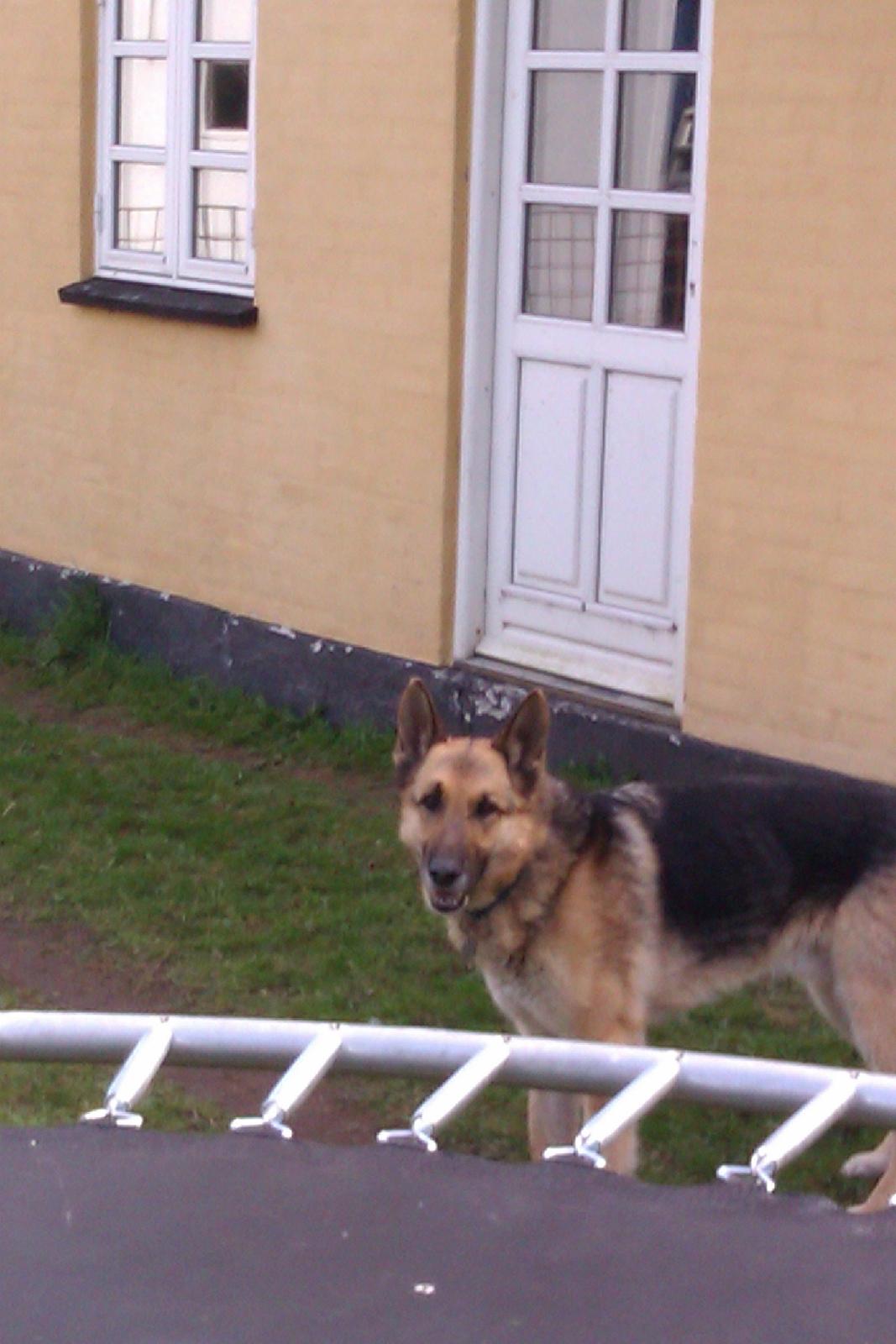 Schæferhund Zaco billede 29