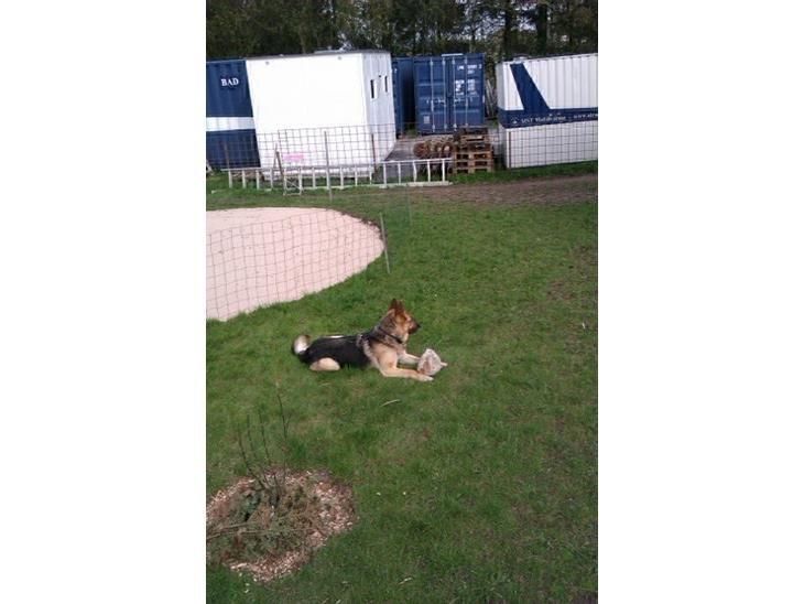 Schæferhund Zaco billede 30