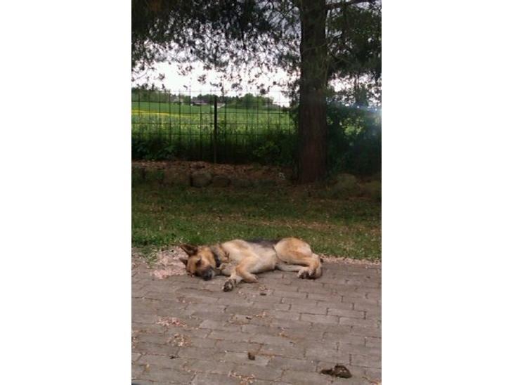 Schæferhund Zaco billede 32