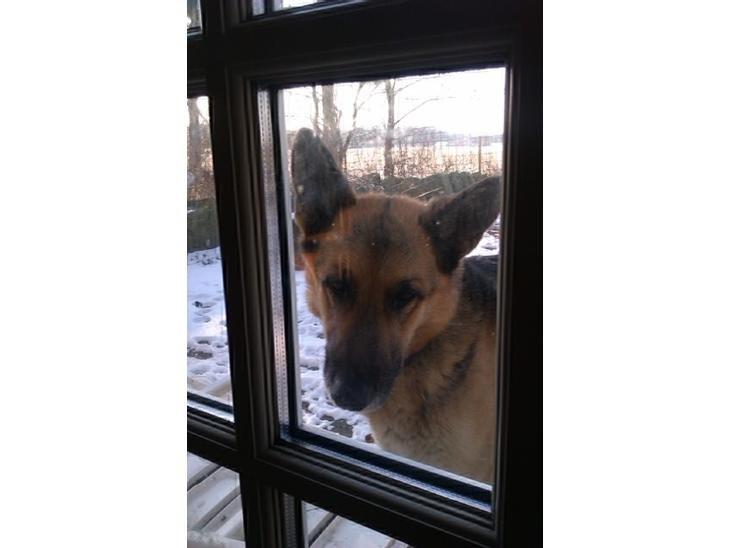 Schæferhund Zaco billede 31