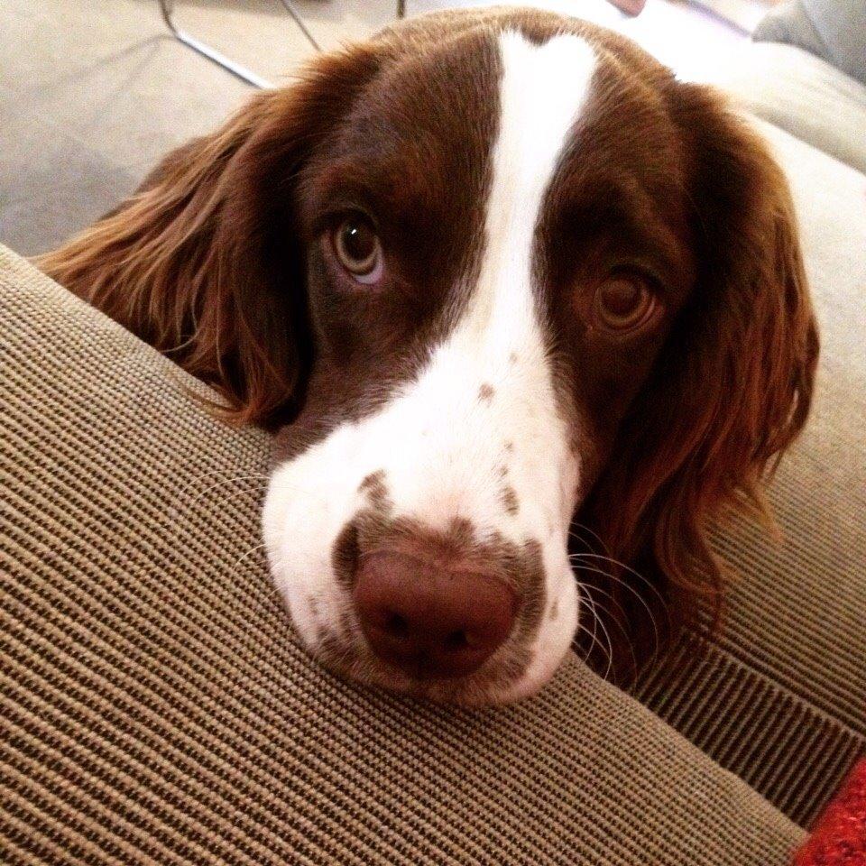 Field Trial Springer Spaniel Zigge! billede 1