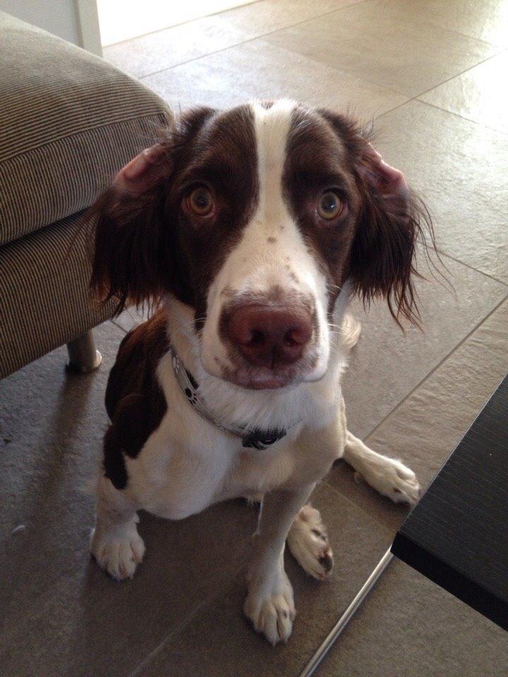 Field Trial Springer Spaniel Zigge! billede 2