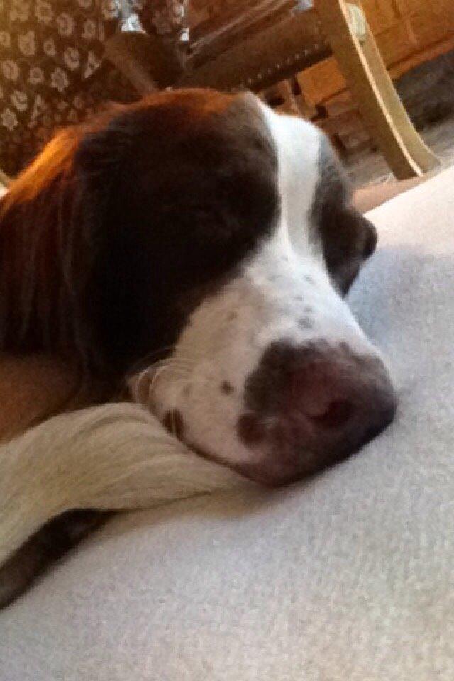 Field Trial Springer Spaniel Zigge! billede 3