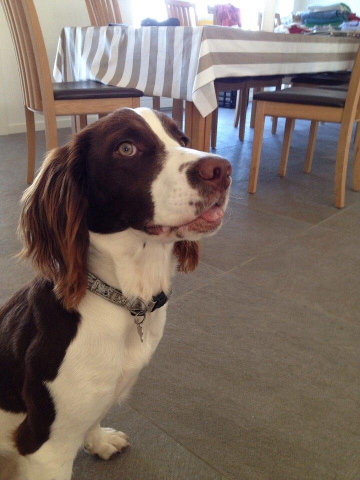 Field Trial Springer Spaniel Zigge! billede 4