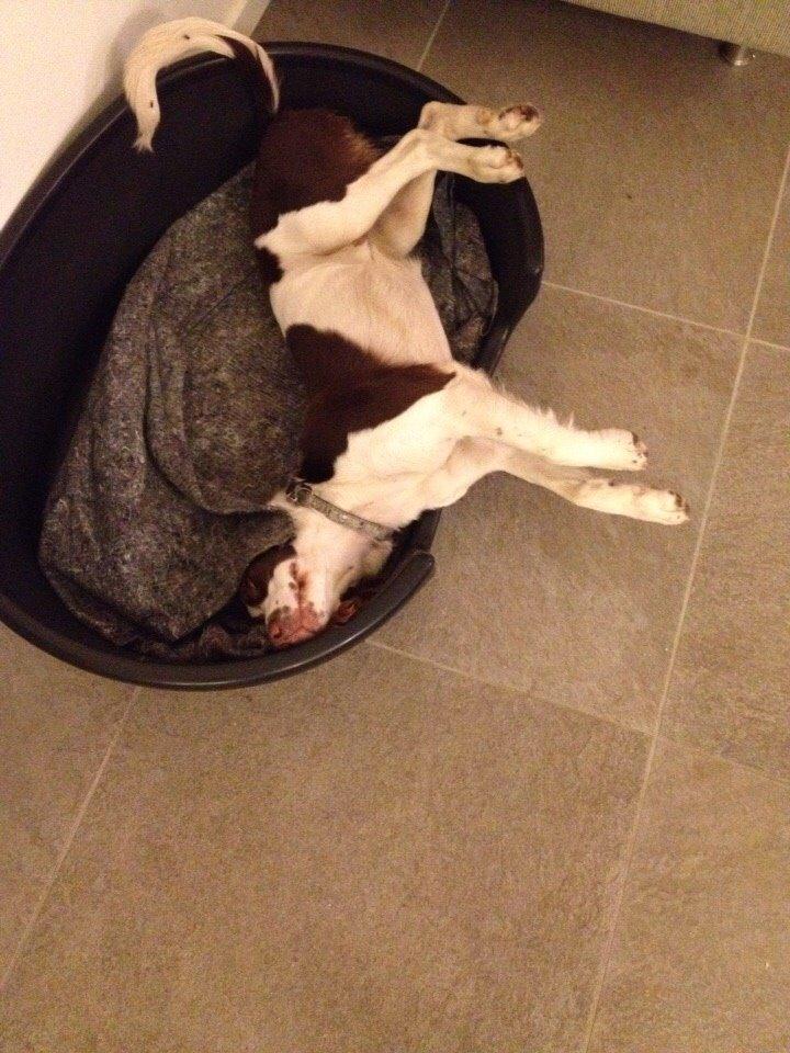 Field Trial Springer Spaniel Zigge! billede 5