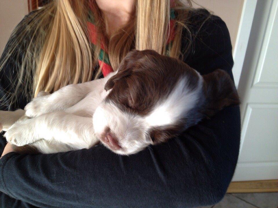 Field Trial Springer Spaniel Zigge! billede 6