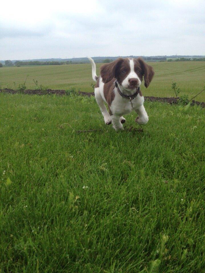 Field Trial Springer Spaniel Zigge! billede 7