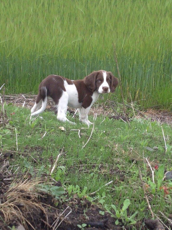 Field Trial Springer Spaniel Zigge! billede 8