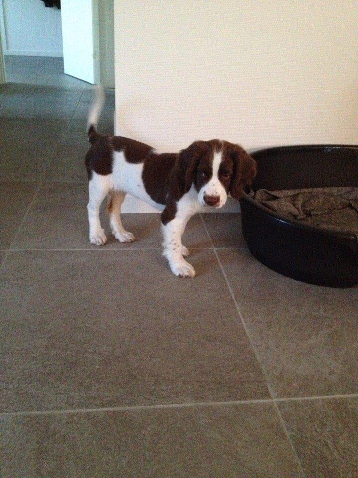 Field Trial Springer Spaniel Zigge! billede 9