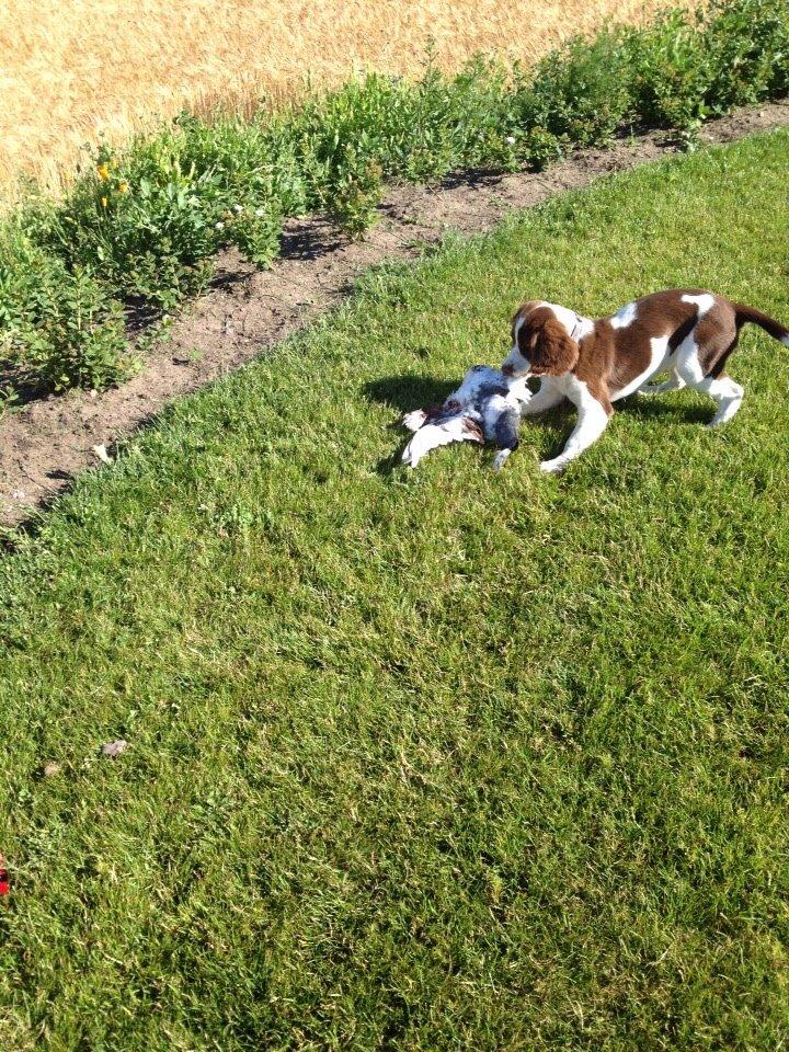 Field Trial Springer Spaniel Zigge! billede 10