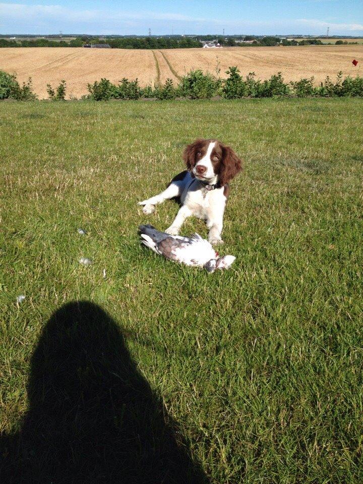 Field Trial Springer Spaniel Zigge! billede 11