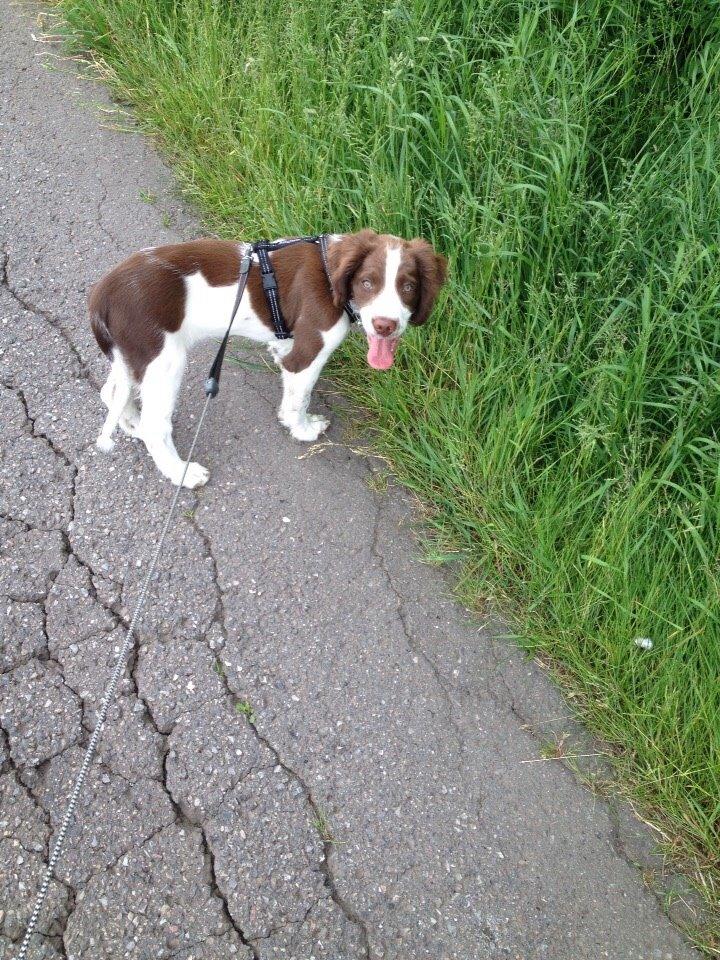 Field Trial Springer Spaniel Zigge! billede 12