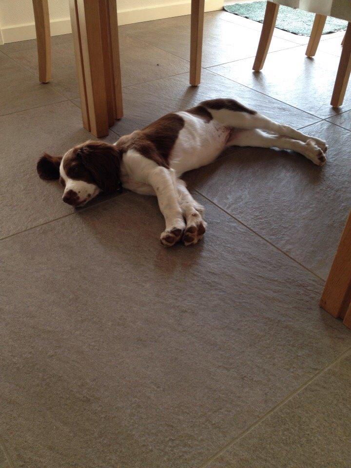 Field Trial Springer Spaniel Zigge! billede 13