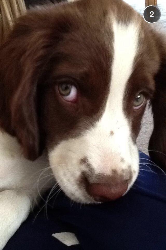 Field Trial Springer Spaniel Zigge! billede 14
