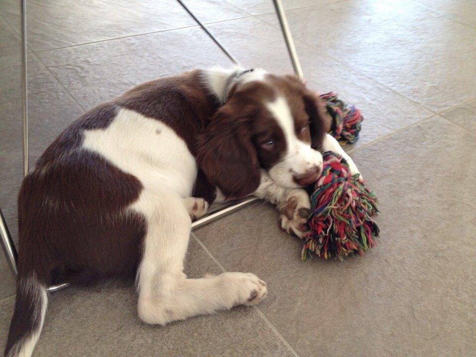 Field Trial Springer Spaniel Zigge! billede 15