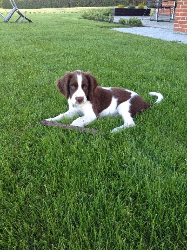 Field Trial Springer Spaniel Zigge! billede 16