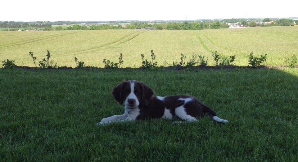 Field Trial Springer Spaniel Zigge! billede 17