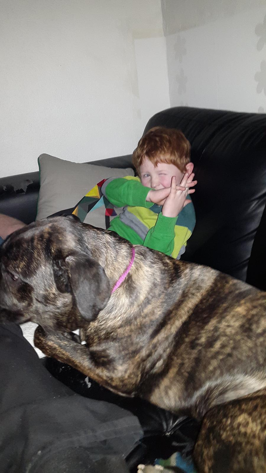 Cane corso Tasja billede 7