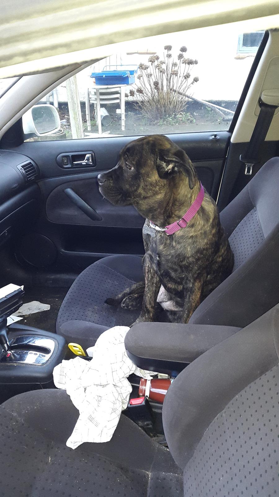 Cane corso Tasja billede 8