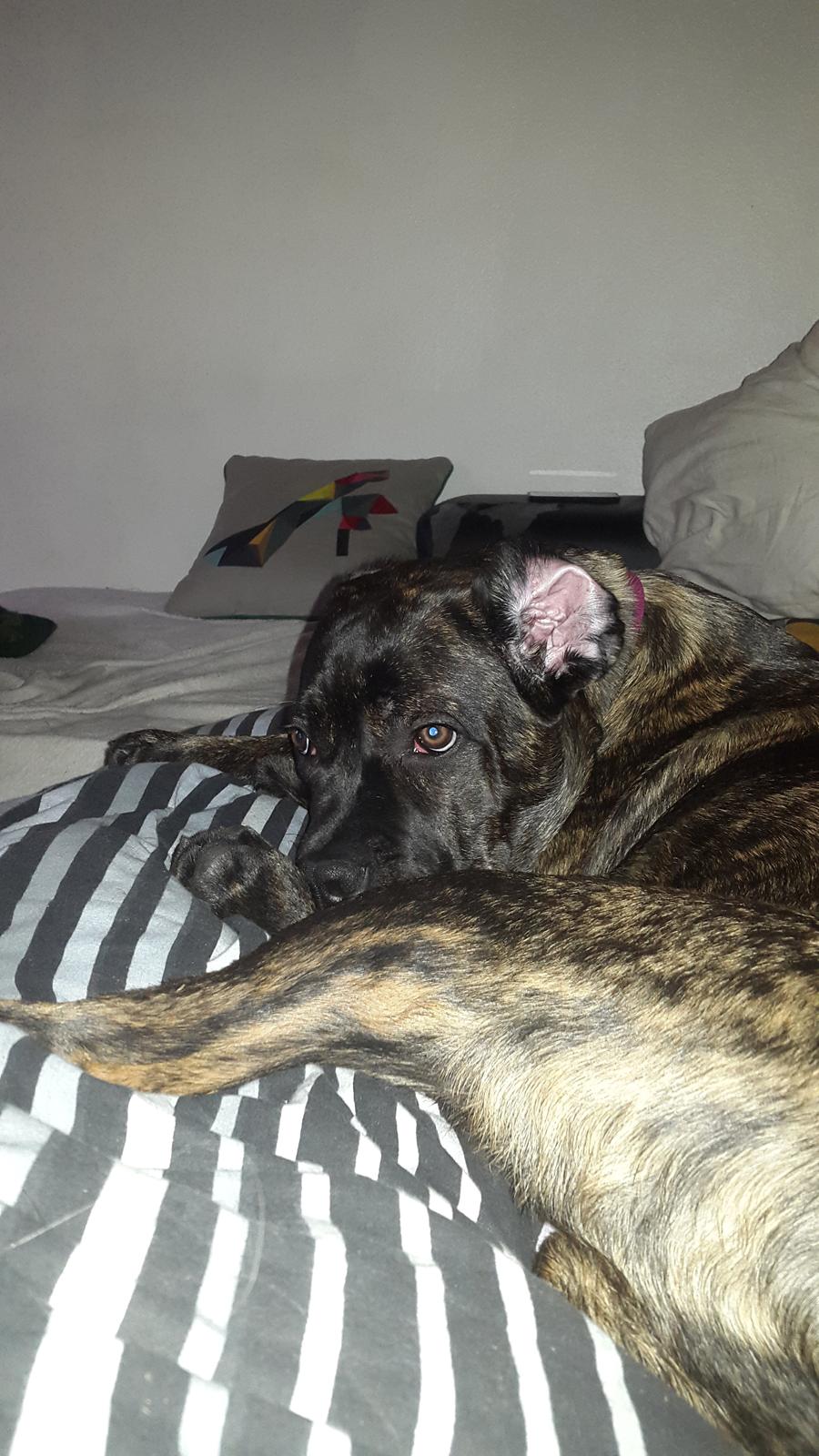 Cane corso Tasja billede 9