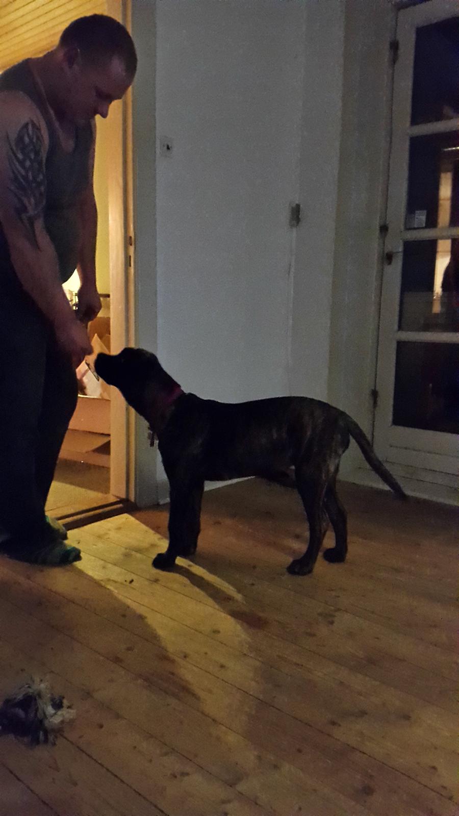 Cane corso Tasja billede 10