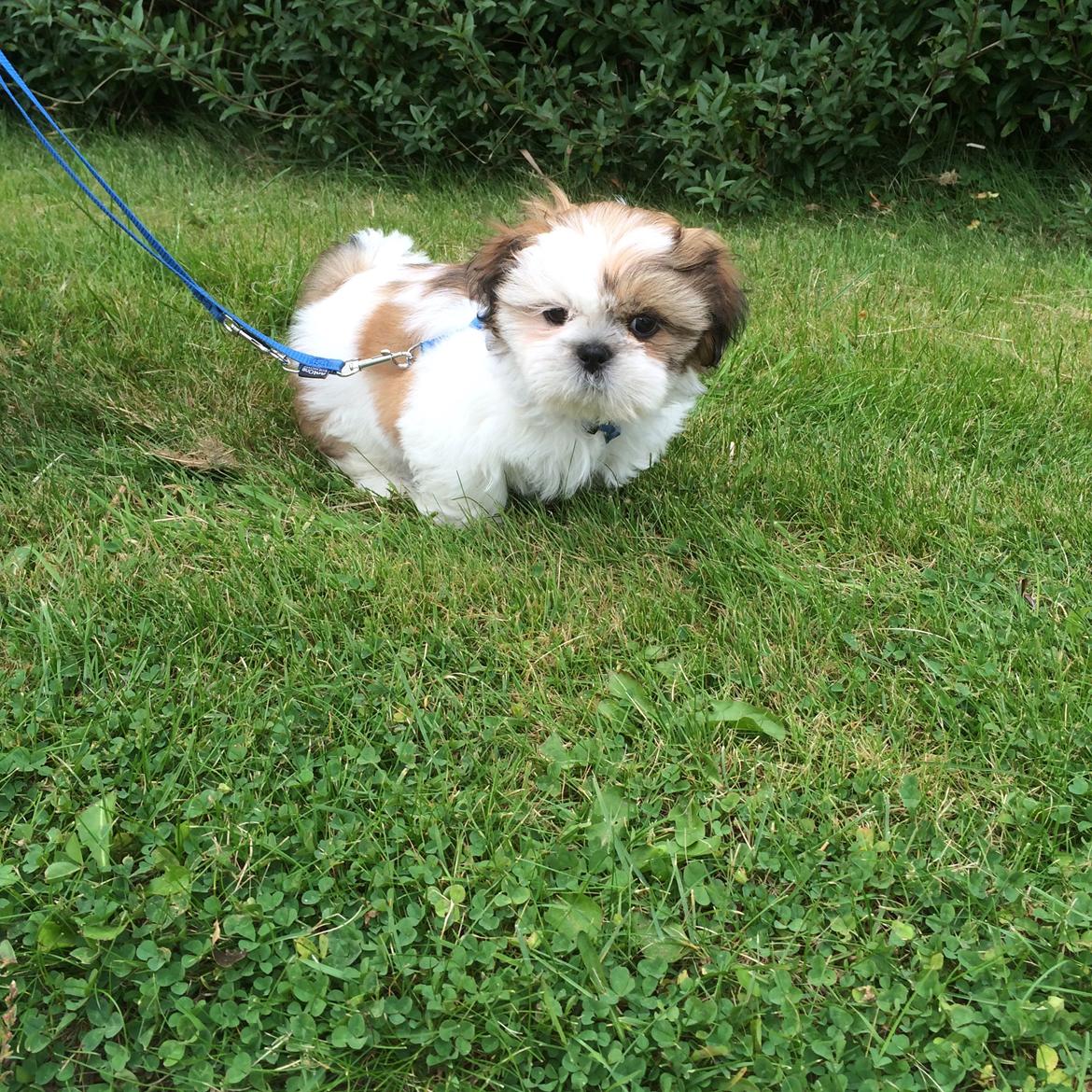 Shih tzu Balue billede 1