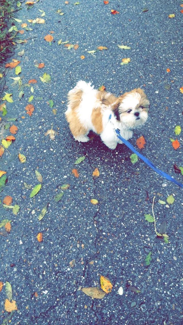 Shih tzu Balue billede 2