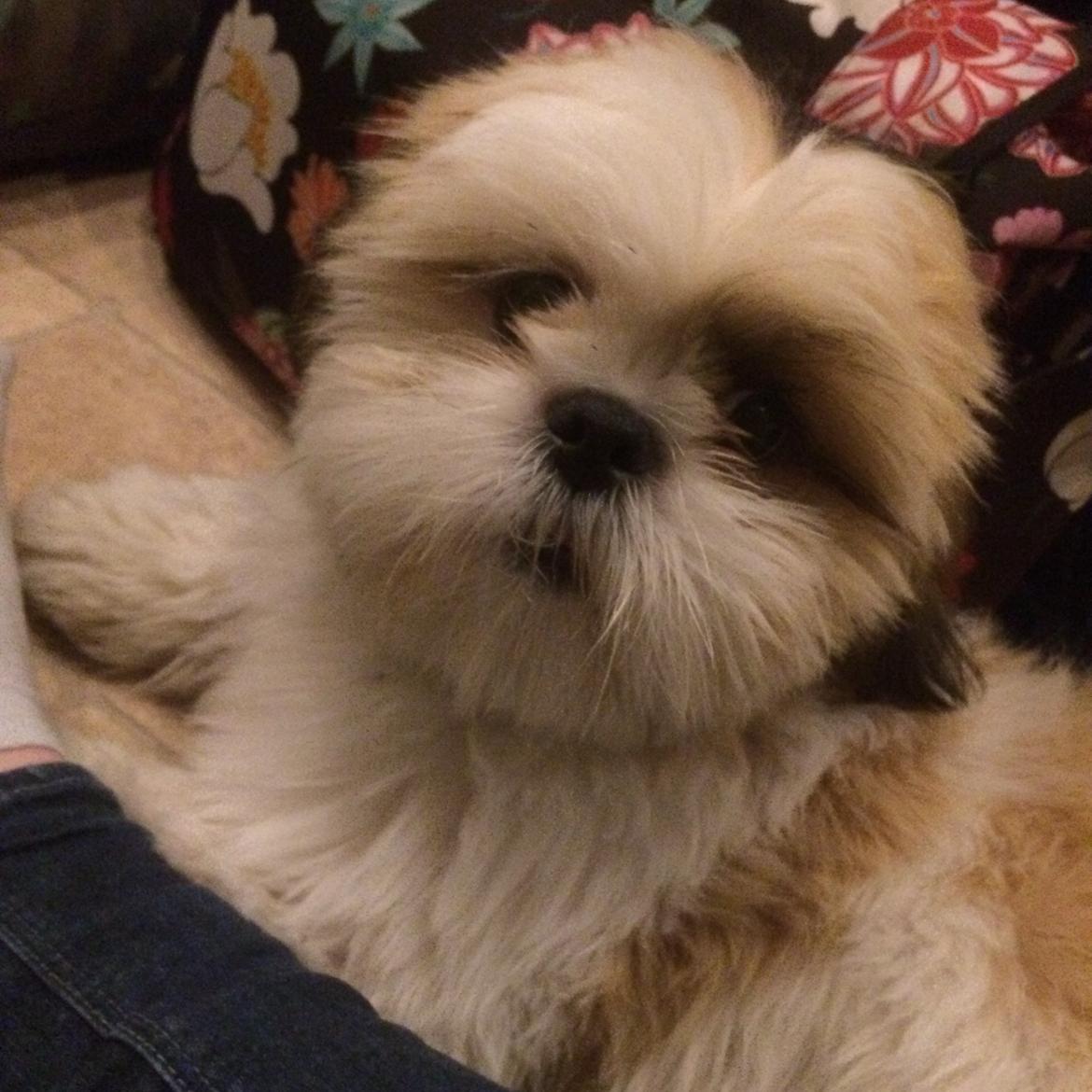 Shih tzu Balue billede 3