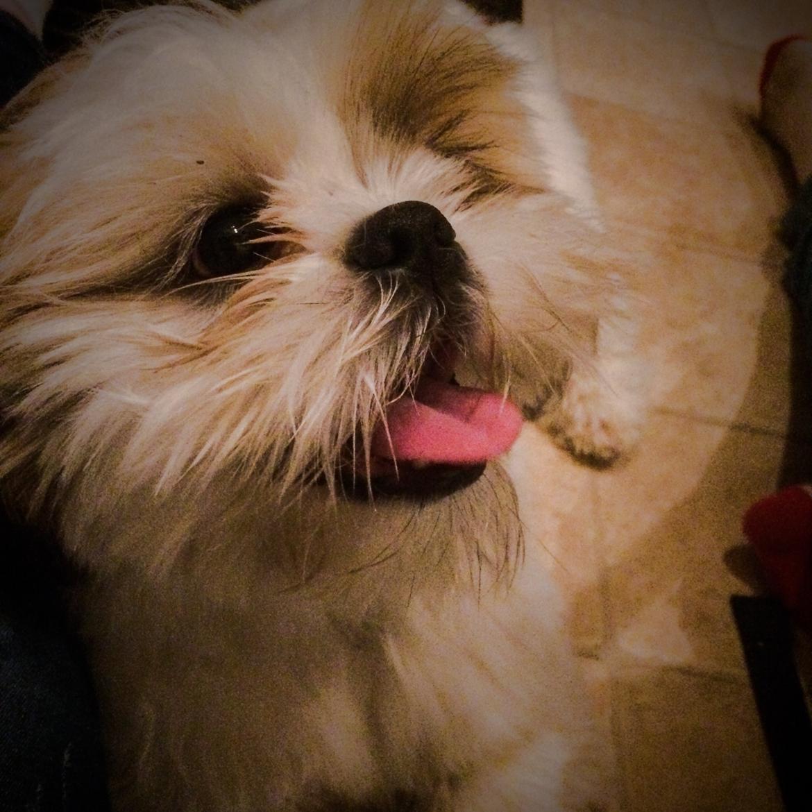 Shih tzu Balue billede 4