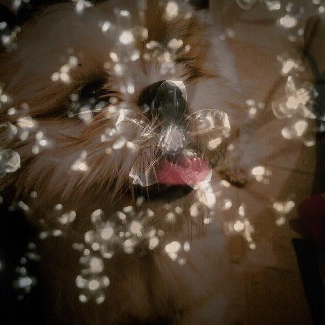 Shih tzu Balue billede 5