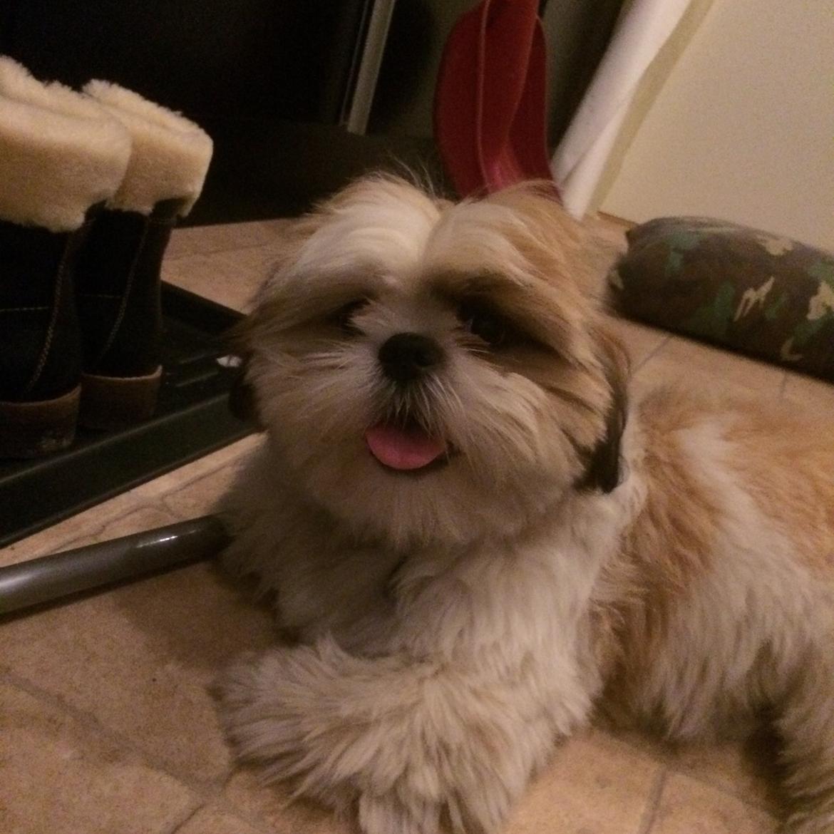 Shih tzu Balue billede 6