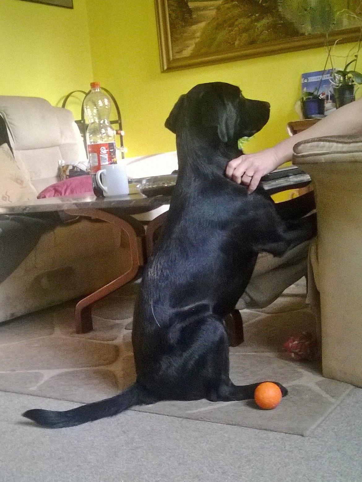 Labrador retriever † Sif †  billede 44