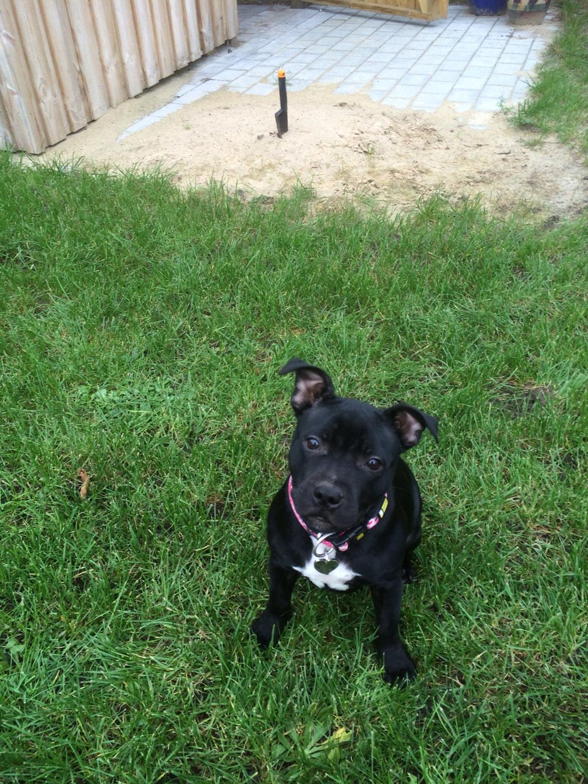 Staffordshire bull terrier Møffe (Dk Staff's Bodega Berit) billede 1