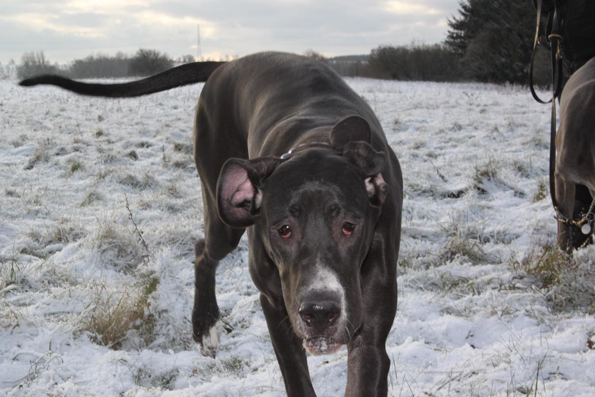 Grand danois Wilma billede 12