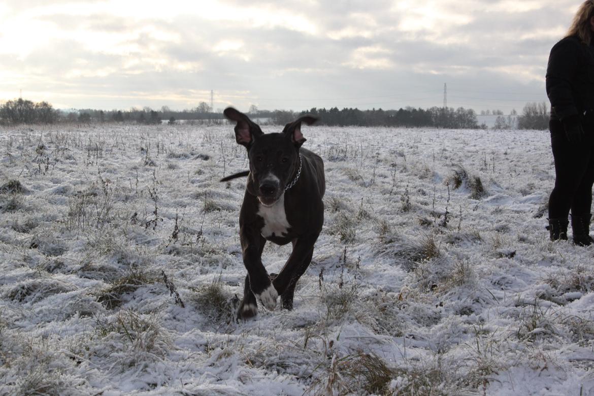 Grand danois Wilma billede 11