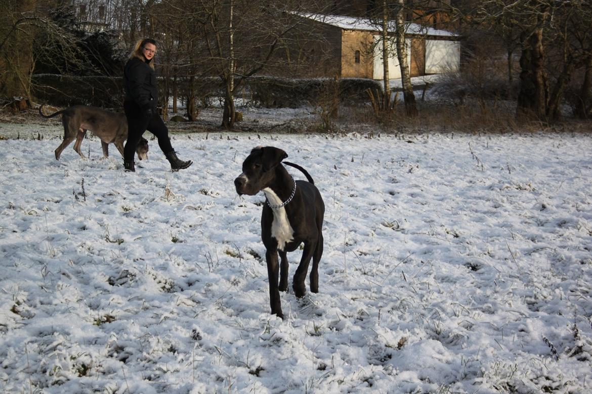 Grand danois Wilma billede 10