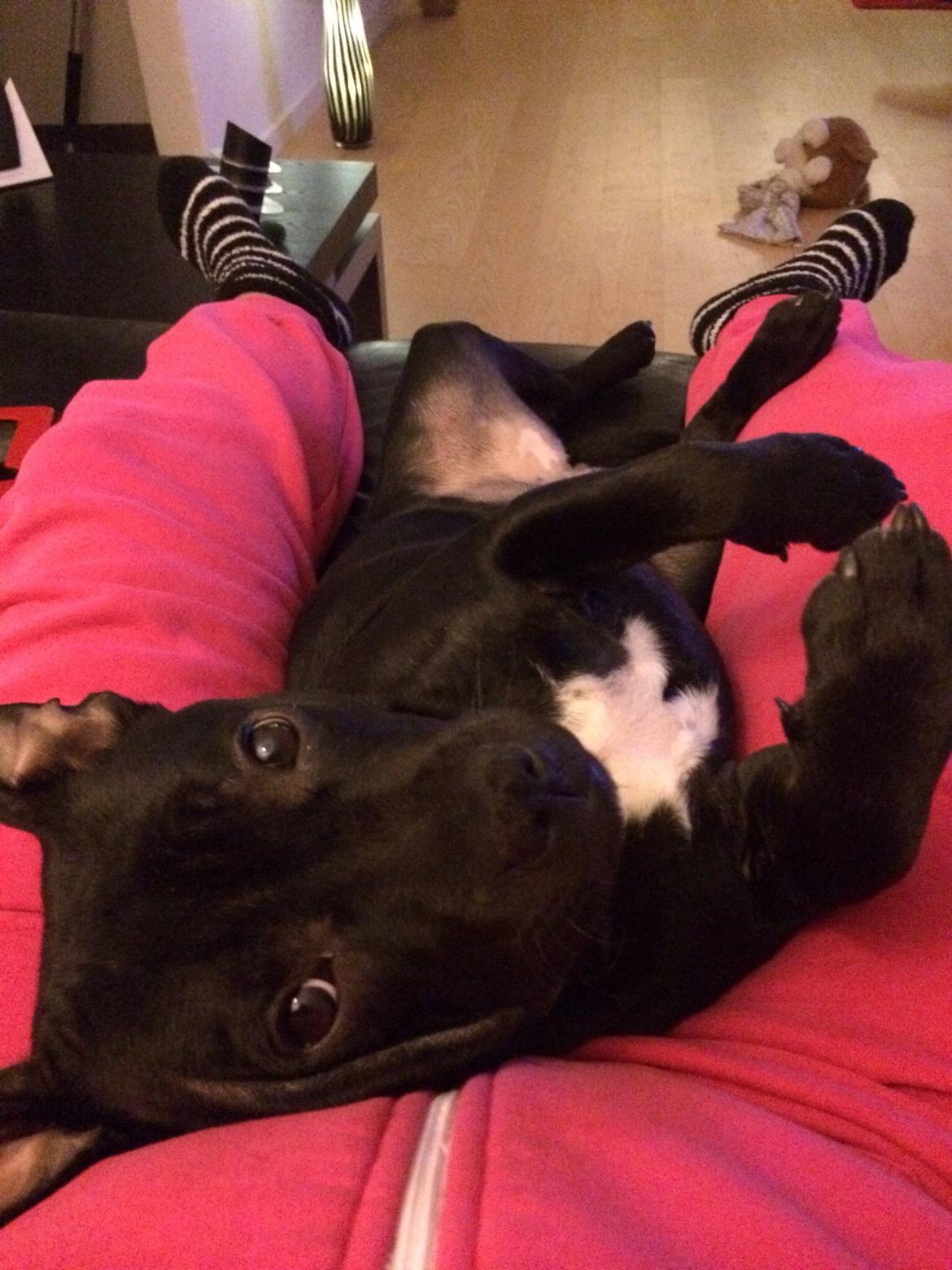 Staffordshire bull terrier Møffe (Dk Staff's Bodega Berit) billede 4