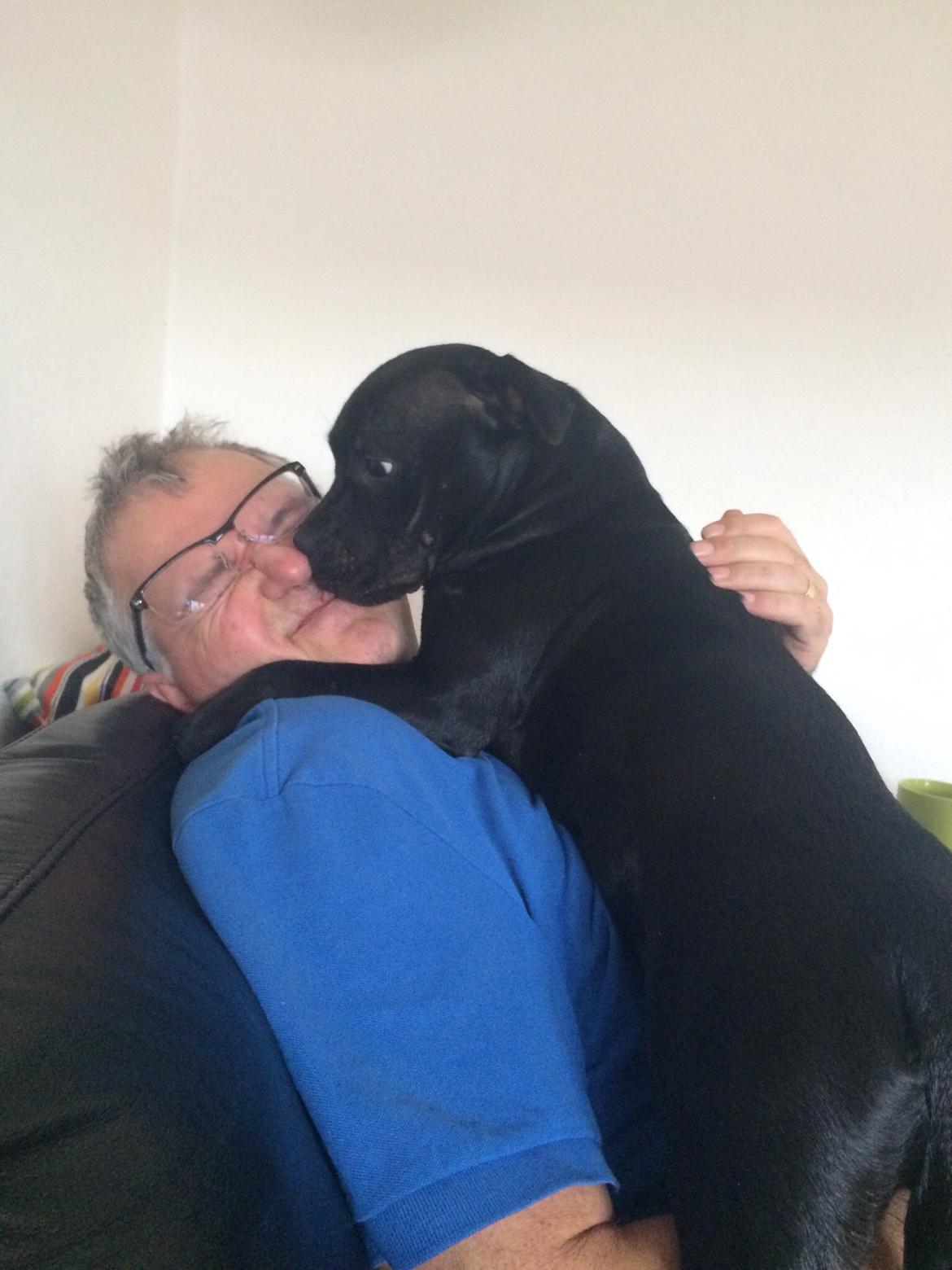 Staffordshire bull terrier Møffe (Dk Staff's Bodega Berit) billede 5