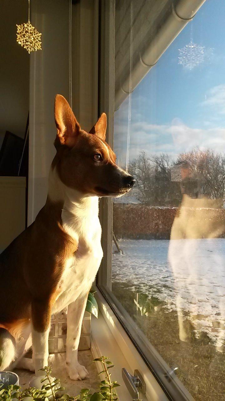 Basenji Nala billede 2